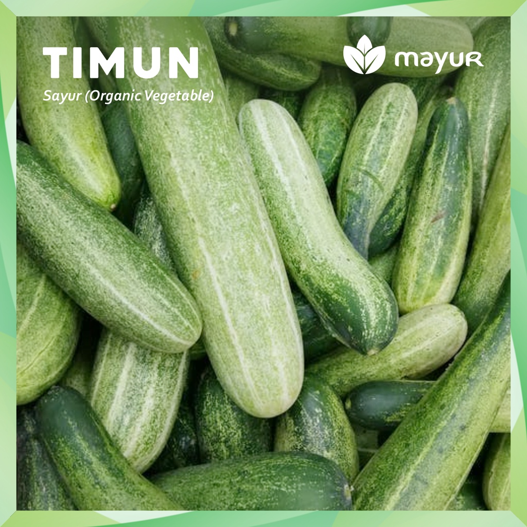Jual Timun Segar ( 500gr | 1kg ) | Shopee Indonesia