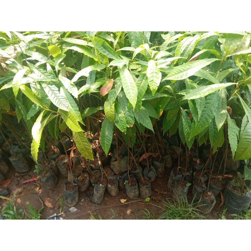 Bibit Jenitri Unggul