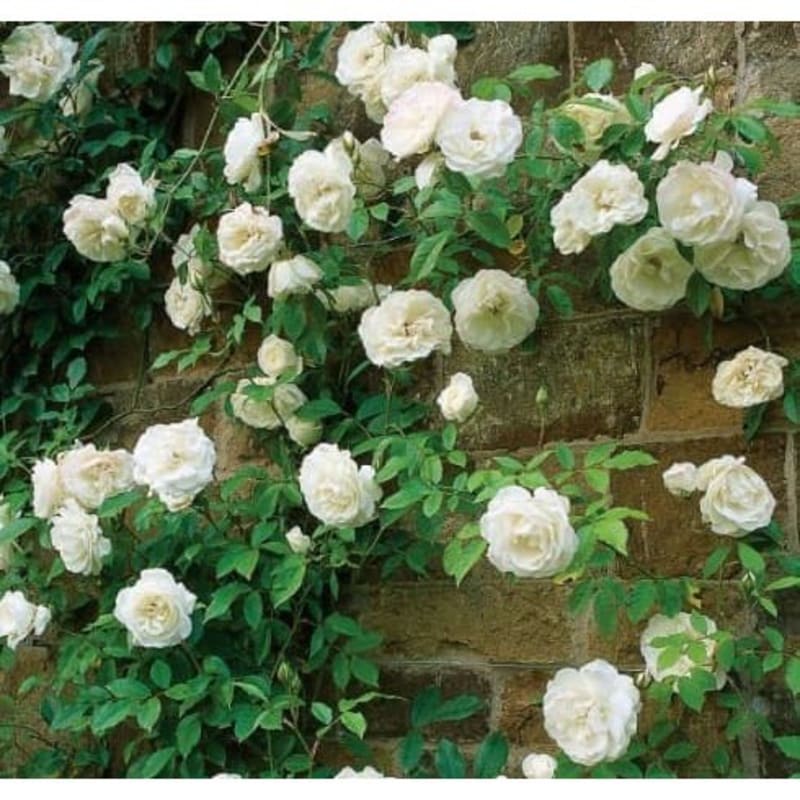 Tanaman White Climbing Rose (Mawar Rambat Putih)