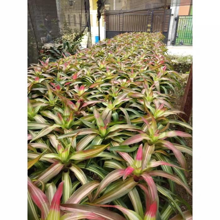 Jual (BISA COD) TANAMAN HIAS BROMELIA TRICOLOR - BROMELIA - TRI COLOR ...