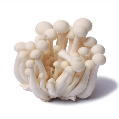 Jual Jamur Shimeji Putih Bunapi White Shimeji Mushroom 1 pack 150 gr (HANYA TAHAN 1 HARI DI LUAR