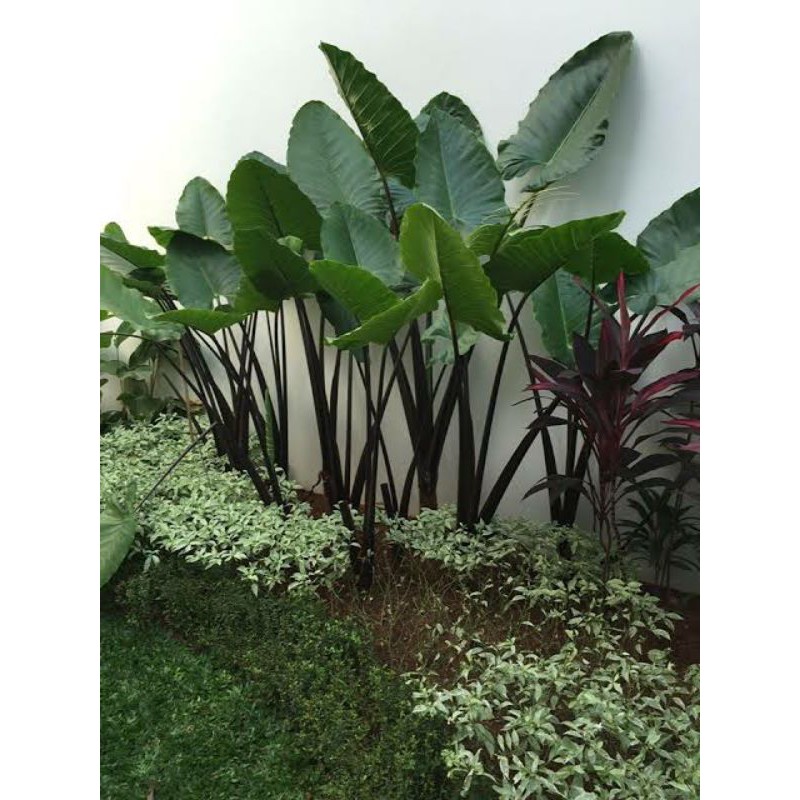 Jual Tanaman hias sente hitam alocasia talas hitam Shopee Indonesia
