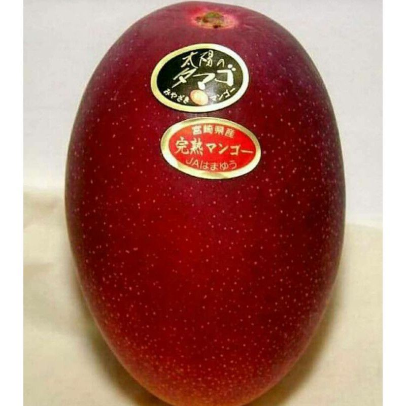 Jual Bibit Mangga Miyazaki Golden Red Super Unggul Berkwalitas | Shopee ...