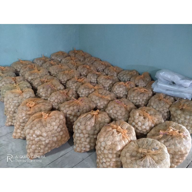 Jual Benih Kentang Granola L Varietas G2 Pangalengan Shopee Indonesia