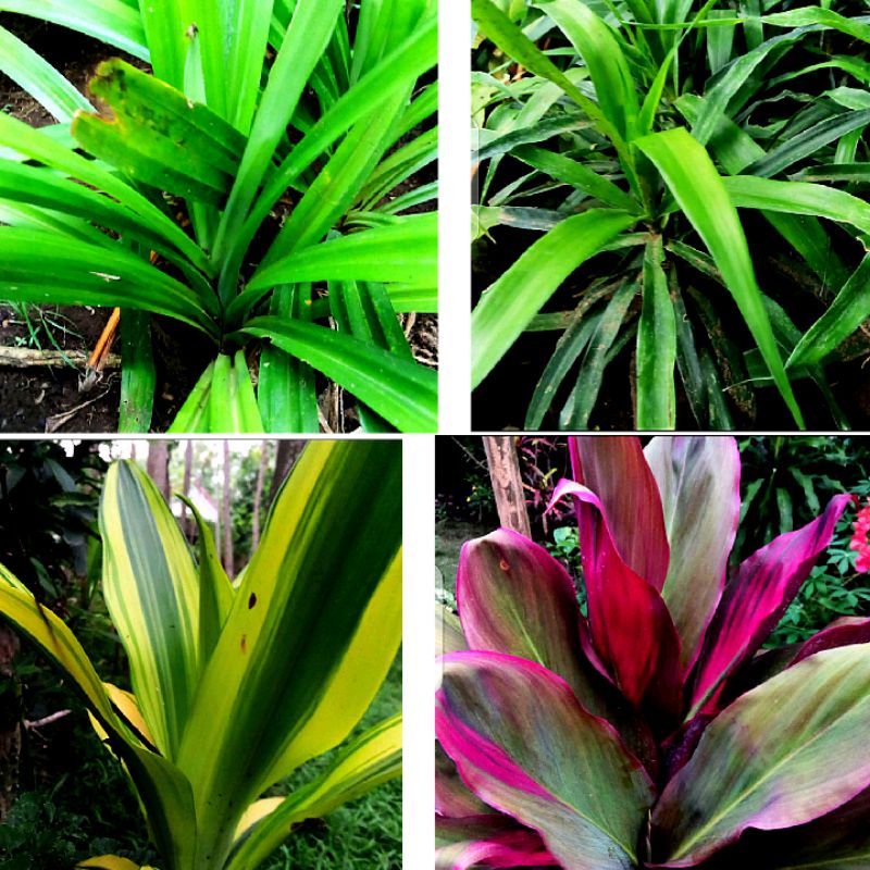 Jual Tanaman Andong Merah Kuning Hanjuang Daun Suji Pandan Wangi ...