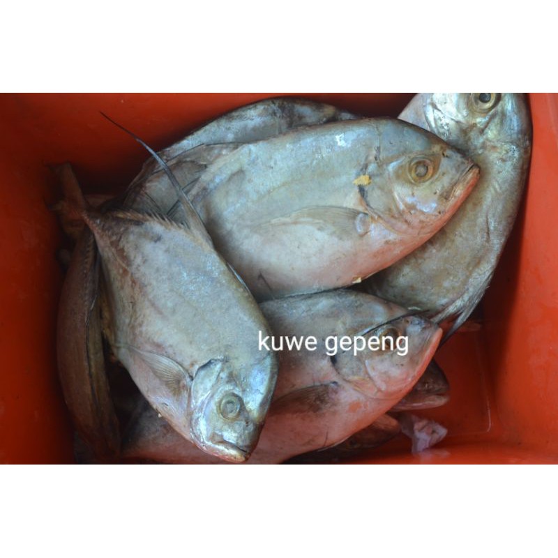 Jual kuwe gepeng | Shopee Indonesia