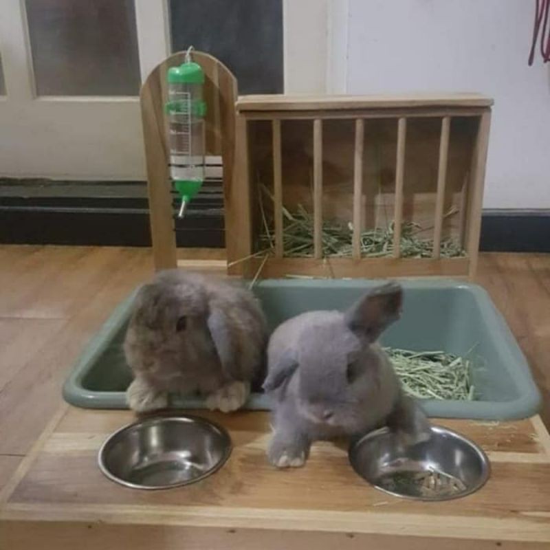 Jual Toilet Training Kelinci Potty Train Kelinci Litter Box Kelinci