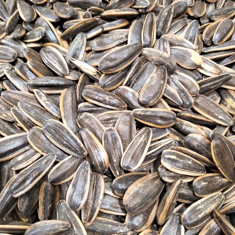 Jual Kuaci biji bunga matahari sunflowers seeds ribbon | Shopee Indonesia