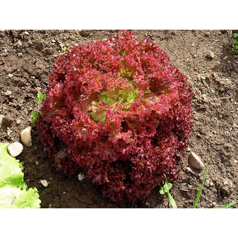 Jual Benih Bibit Selada Merah Lollo Rossa Haira Seed (800 Butir ...