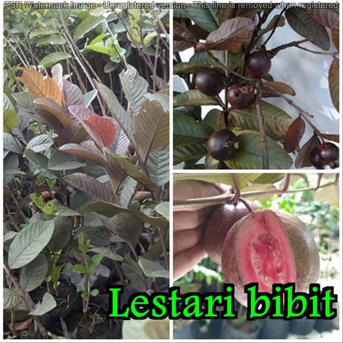 Bibit Jambu Biji Merah Australia