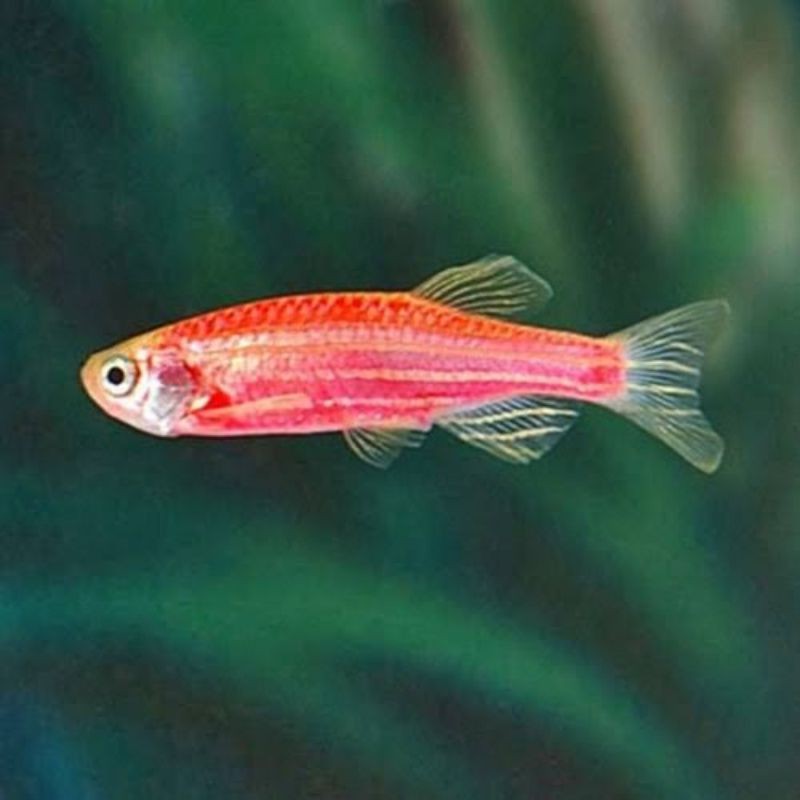Jual Ikan Danio Zebra Pink Besar | Shopee Indonesia