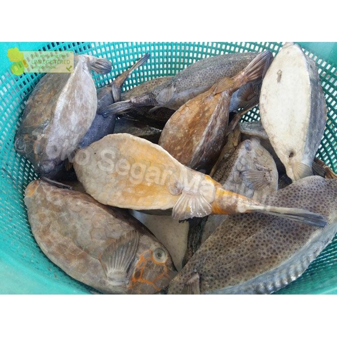 Jual Ikan Kudu Kudu Segar // Ikan Kudu Kudu 1Kg | Shopee Indonesia