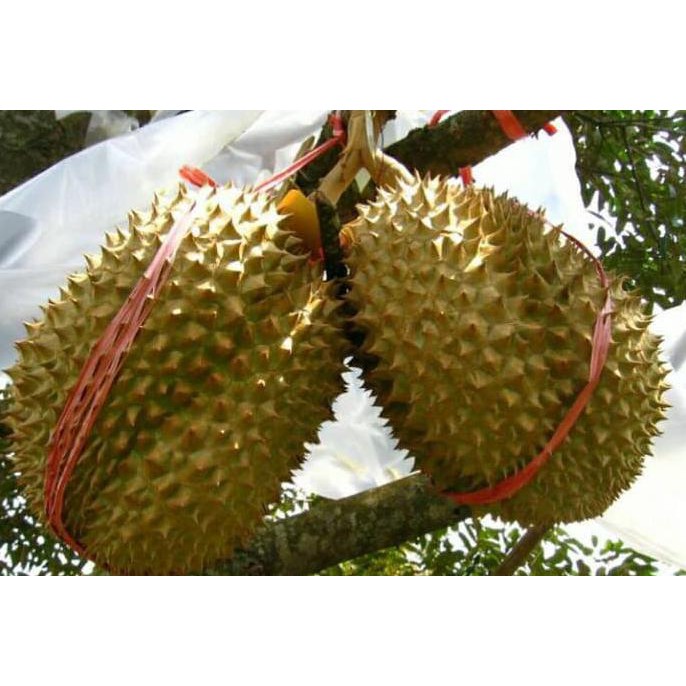 Jual Bibit Tanaman Hidup Pohon Buah Durian Monthong Durian Thailand