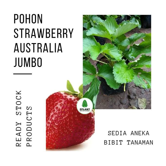 Jual Pusat Benih Tanaman. Tanaman Buah Strawberry Australia Jumbo ...