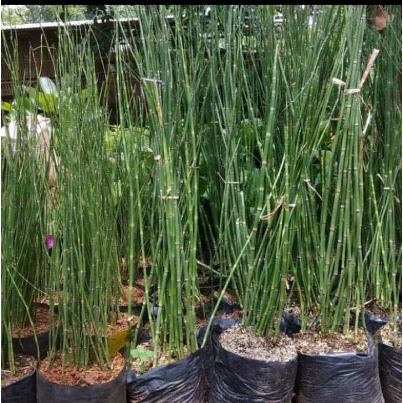 Jual Tanaman Hias Bambu Air Pohon Bambu Air Shopee Indonesia