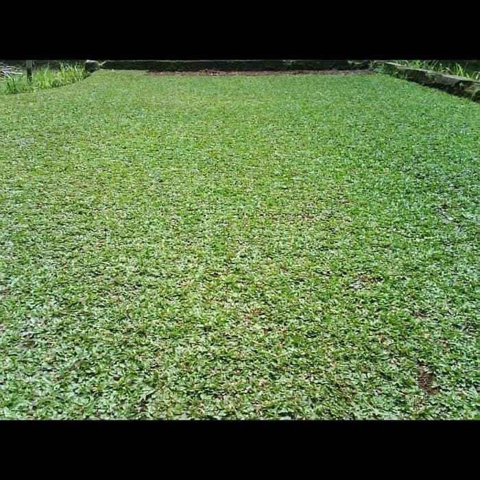 Jual Rumput Gajah Mini Per 1meter Shopee Indonesia