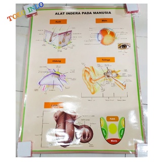 Jual CARTA ALAT INDERA MANUSIA/POSTER ATAU GAMBAR ALAT INDERA MANUSIA ...