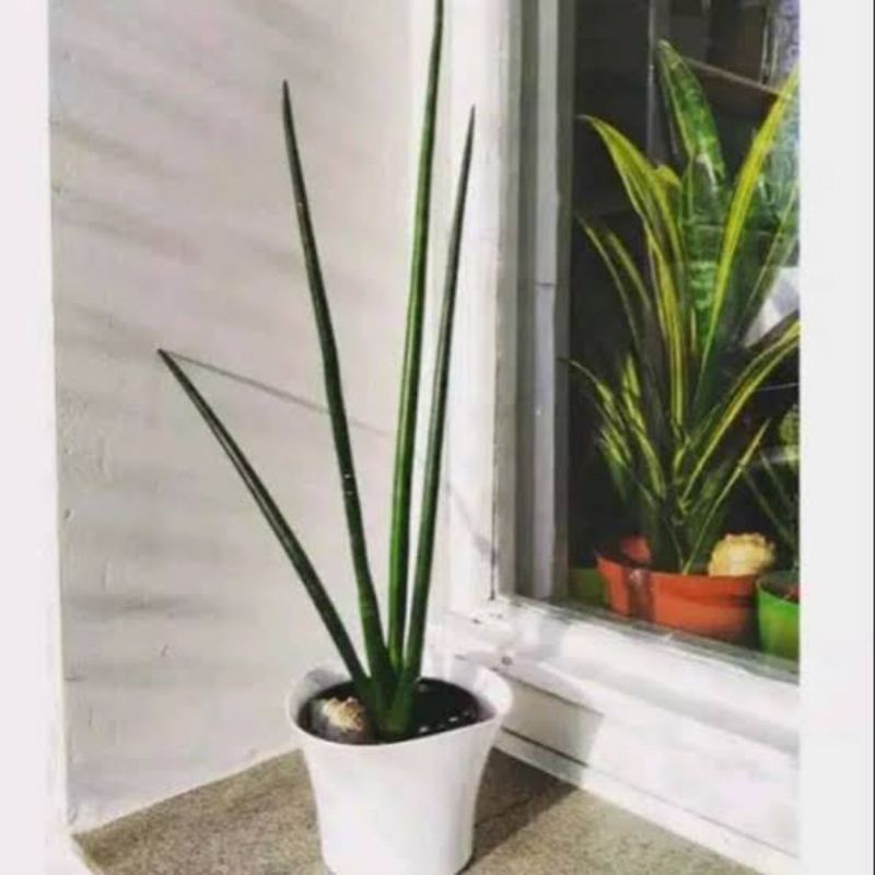 Jual Tanaman Hias sensivera tombak - sensivera tombak raja | Shopee ...