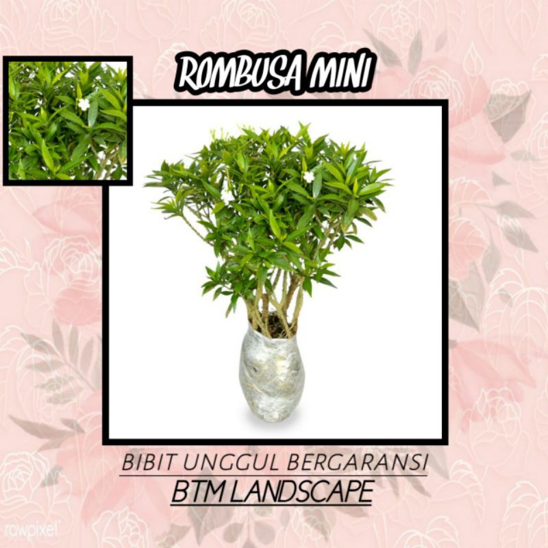 Jual BUNGA ROMBUSA MINI | Shopee Indonesia