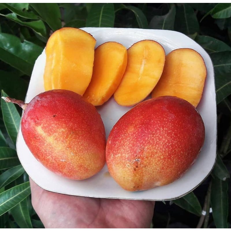 Jual Bibit Mangga Garifta Merah | Shopee Indonesia