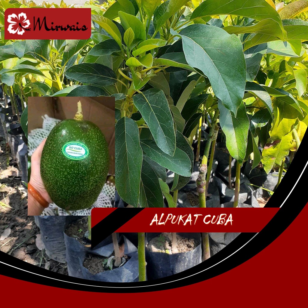 Jual Pohon Alpukat Cuba Jumbo - (Mirwais) | Shopee Indonesia