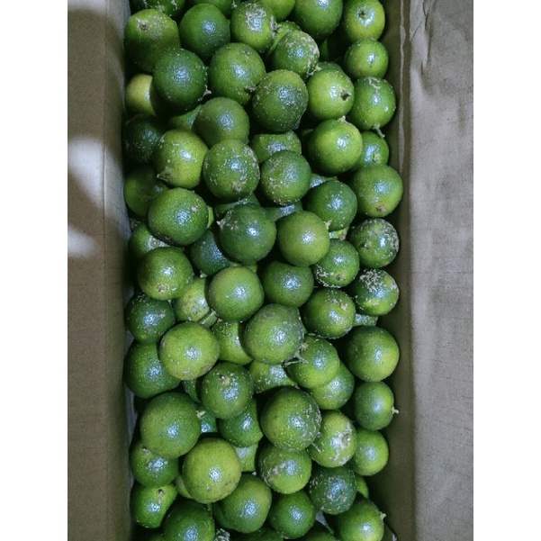 Jual lemon Cui/kasturi/calamary(BACA DESKRIPSI PRODUK SEBELUM CHECKOUT ...