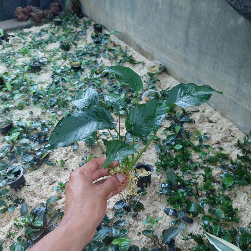 Jual Anubias Barteri Var Nana Medium Tanaman Aquascape Shopee