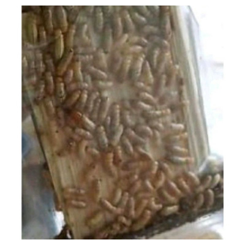 Jual rengas rangas poa umpan ikan wader - pua - poa umpan mancing ikan ...