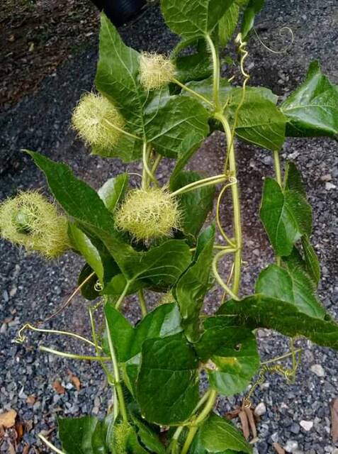 Jual Daun Rambusa cermot markisa mini hutan.1Kg | Shopee Indonesia