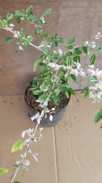 Jual Bunga ASEM BELANDA - Tanaman Hidup Asem Belanda - Bibit Bonsai ...