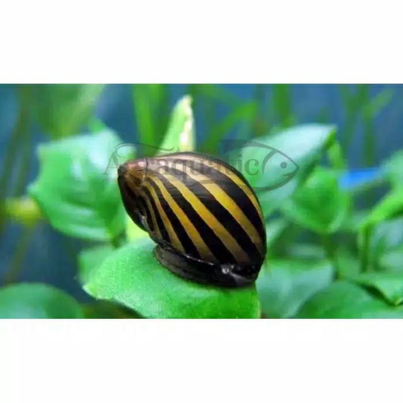 Jual KEONG TURBO SNAIL ZEBRA ALGAETER ALGAE EATER AQUASACAPE | Shopee ...