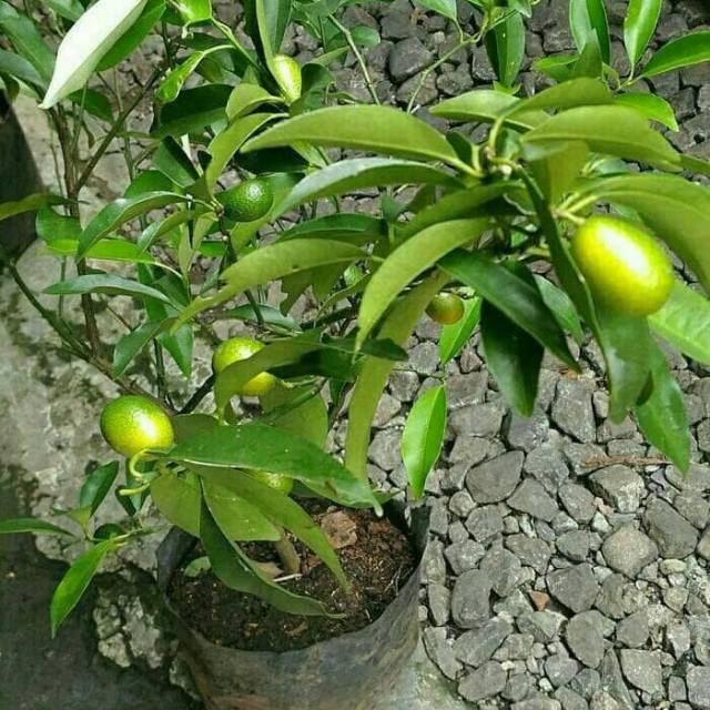 Jual Bibit Jeruk Nagami Sedang Berbuah Kulitnya Manis Bisa Dimakan Langsung Shopee Indonesia 4667