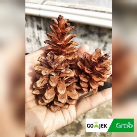 Jual bunga pinus kering Kembang Pinus | Shopee Indonesia