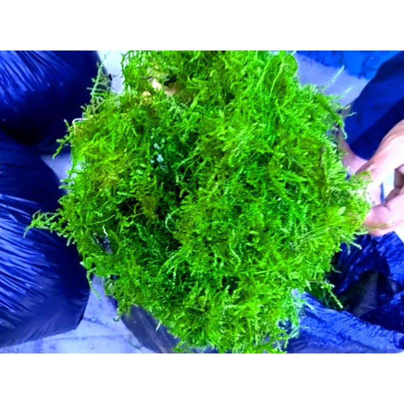 Jual java moss paket 1/2 kilogram aquascape akuarium | Shopee Indonesia