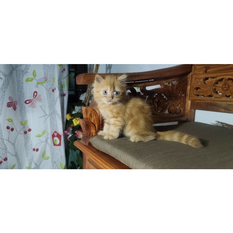Jual Kucing Marble Terlengkap & Harga Terbaru Juli 2026 | Shopee Indonesia