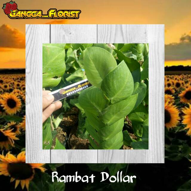 Jual TANAMAN HIAS RAMBAT DOLLAR - GIANT FLEXI | Shopee Indonesia