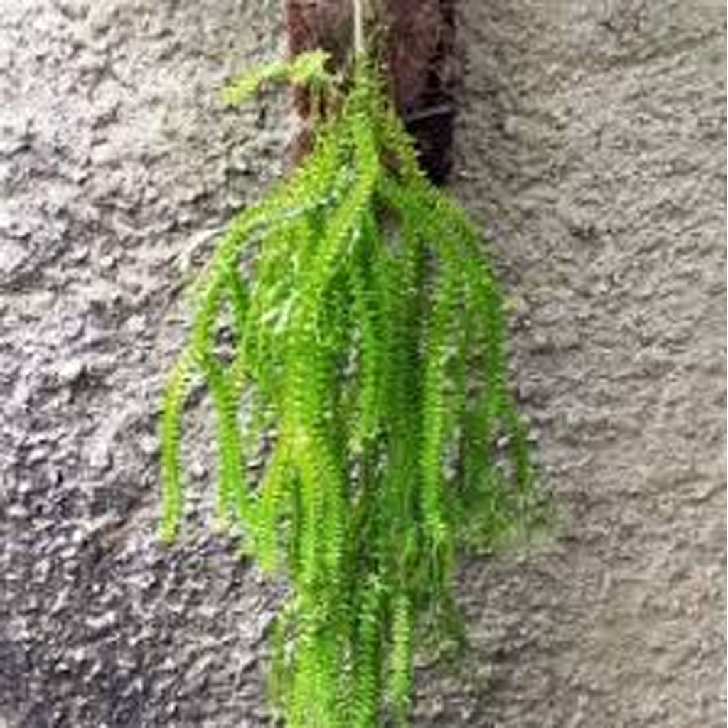 Jual Rumpai Licopodium Huperzia Plegmaria KUMPAI BINTANG | Shopee Indonesia