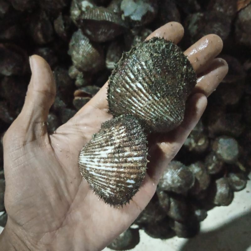 Jual Kerang Bulu Hidup Kerang Laut Seafood Hasil Laut Segar | Shopee ...