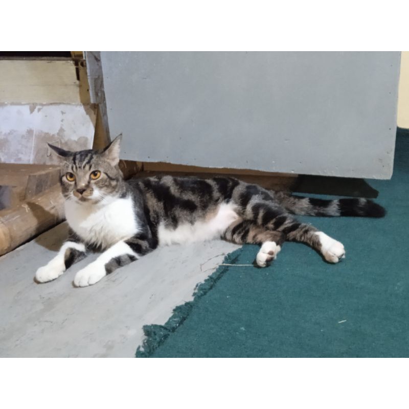 Jual Kucing American Shorthair Terlengkap & Harga Terbaru Juli 2026 ...