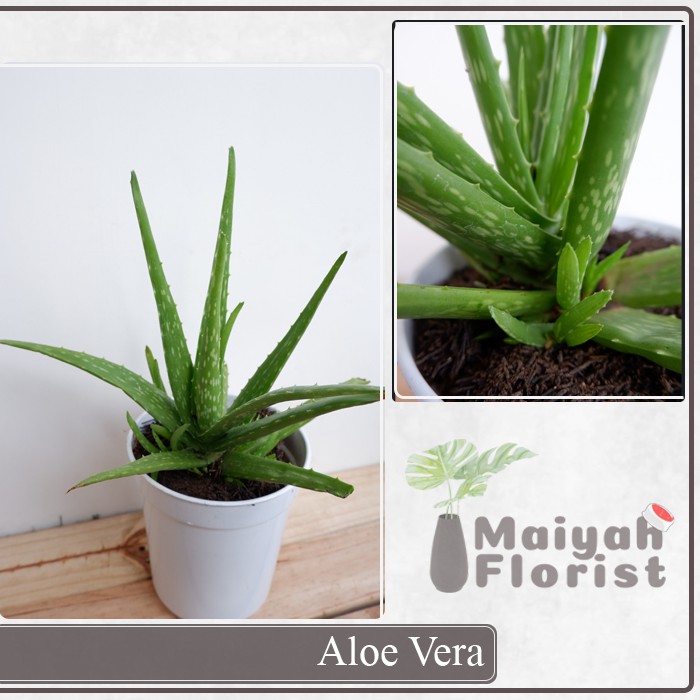 Jual Aloe Vera Lidah Buaya Tanaman Herbal Shopee Indonesia