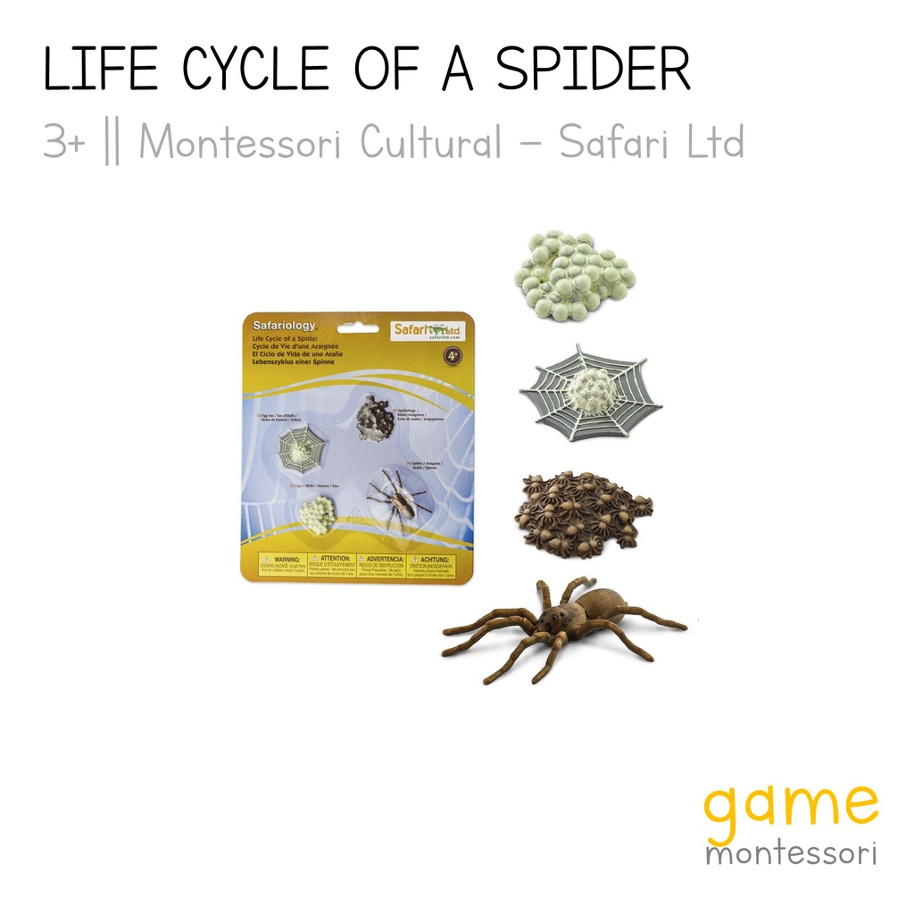 Jual Safari Ltd Life Cycle of a Spider | Shopee Indonesia
