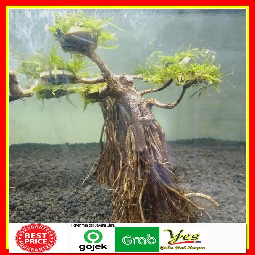 Jual Bonsai Aquascape Lengkap dengan Moss Shopee Indonesia