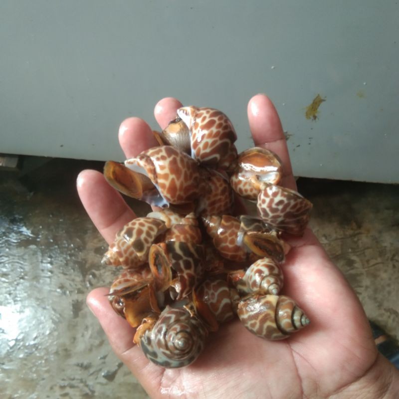 Jual KERANG MACAN SEGAR | Shopee Indonesia