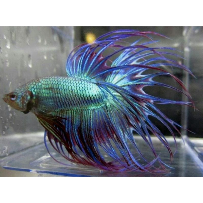 Jual SERIT CROWNTAIL SIZE L | Shopee Indonesia