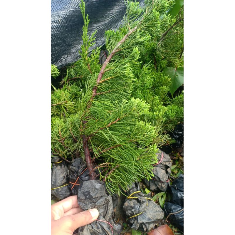 Jual Bahan Bonsai Cemara Sinensis