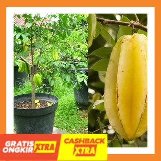 Jual Terbaru Best Seller Bibit Pohon Buah Belimbing Madu Kualitas Unggul Cepat Buah Shopee