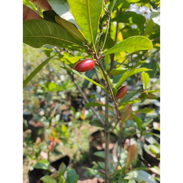 Jual pohon buah magic fruit buah ajaib sudah berbuah tabulampot ...