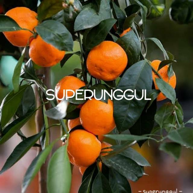 Bibit Jeruk Mandarin Super Manis