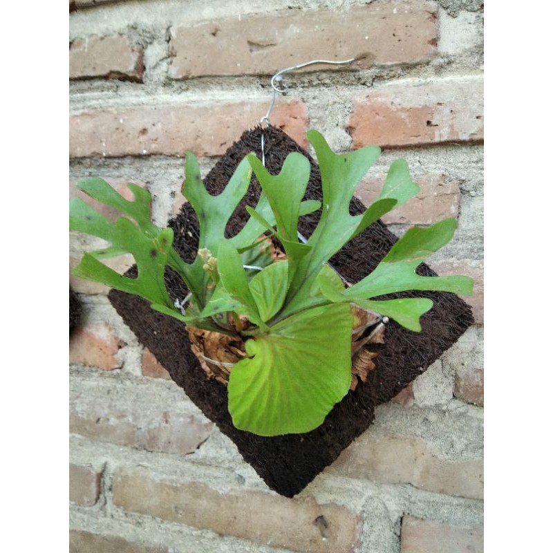 Jual Ridleyi / simbar kalimantan / platucerium | Shopee Indonesia