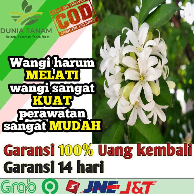 Jual bibit tanaman pohon bunga hidup melati kemuning jepang lokal ...